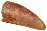 Worn Carcharodontosaurus Tooth - Real Dinosaur Tooth #341350-1